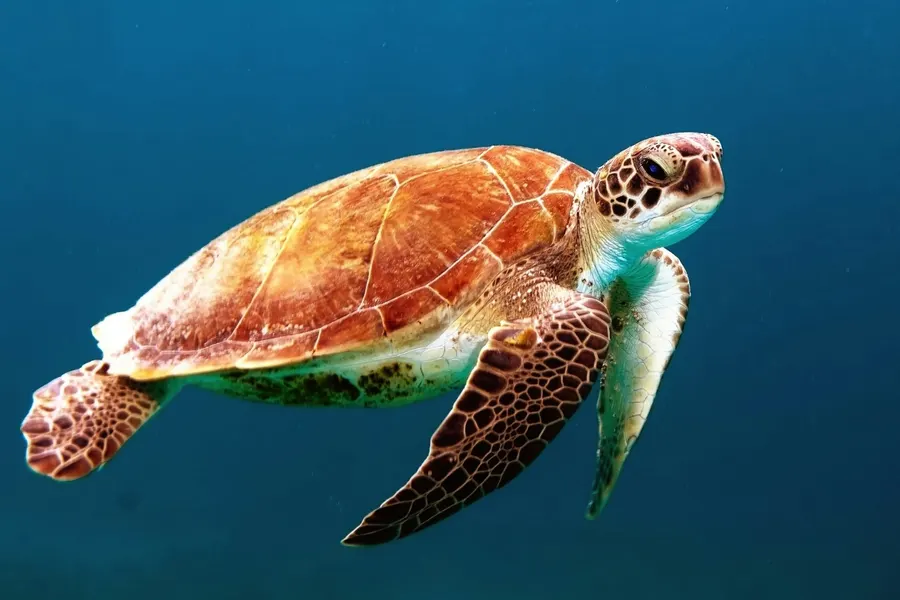 Karen Beasley Sea Turtle Center