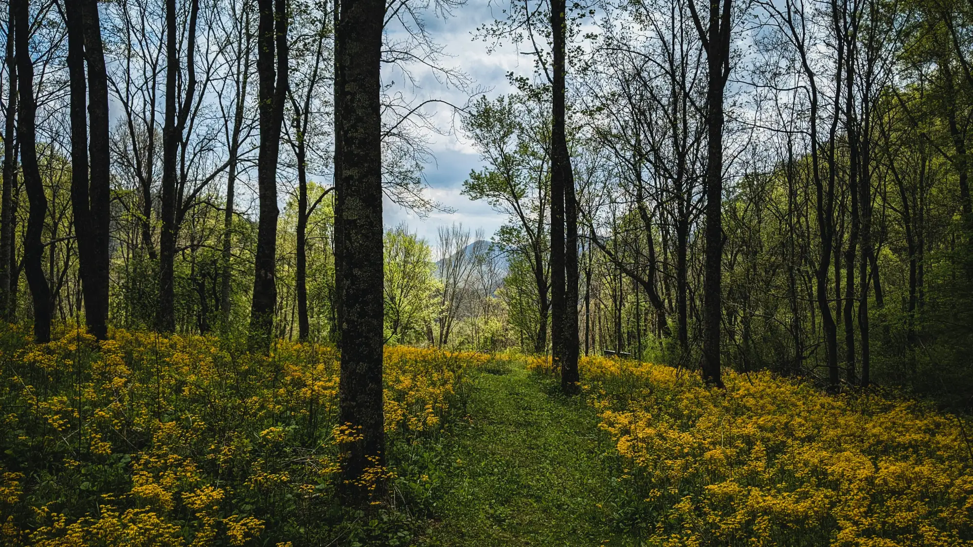 Wildflower meadow with a mountain view in Leicester, North Carolina