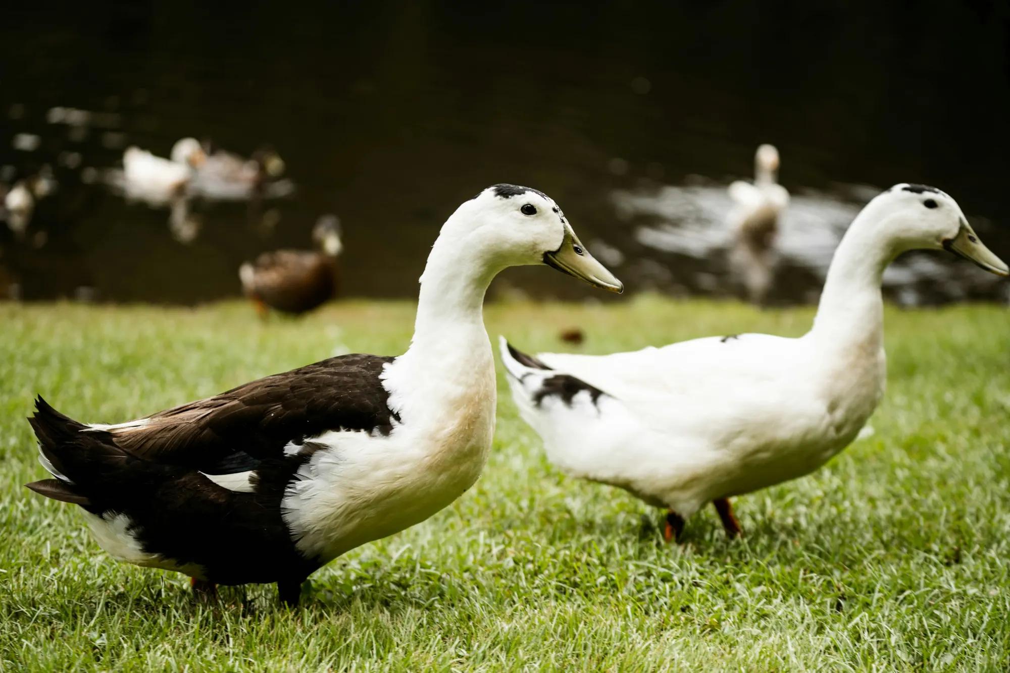 Ducks at a park pond in Lenoir, North Carolina