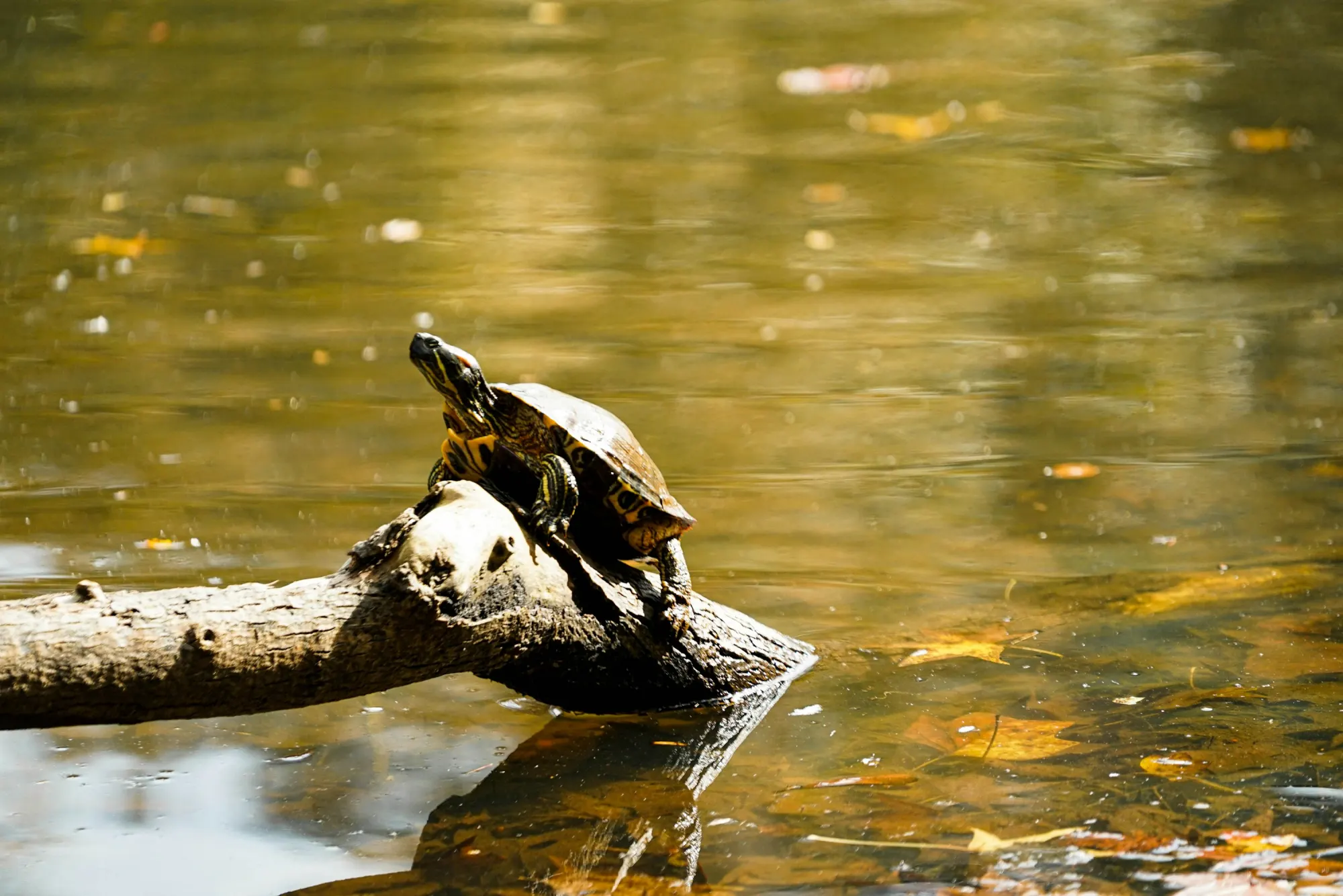 A turtle on a log in a pond in Lenoir, North Carolina