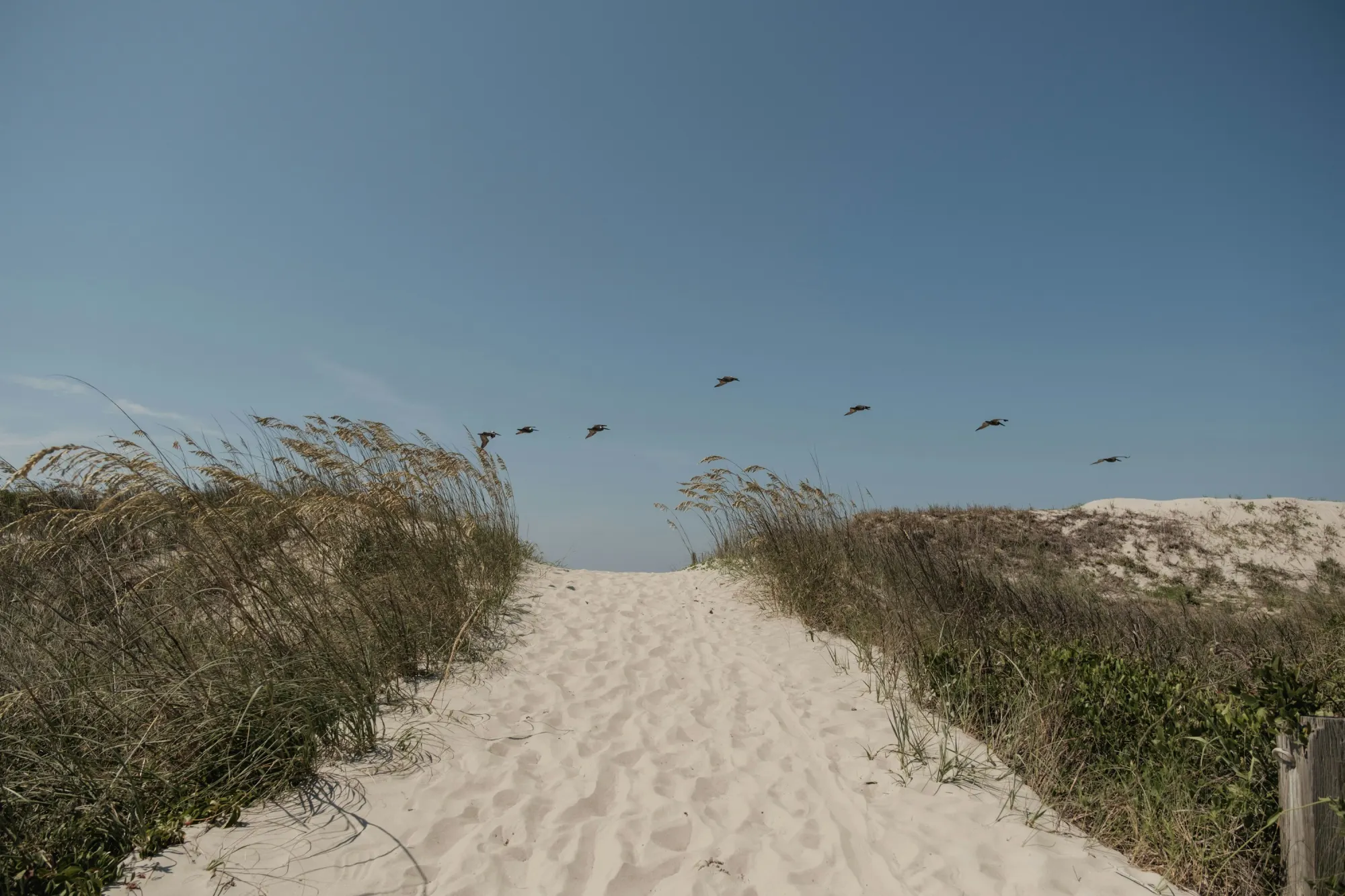 Sandy dune path with pelicans overhead at Oak Island, North Carolina