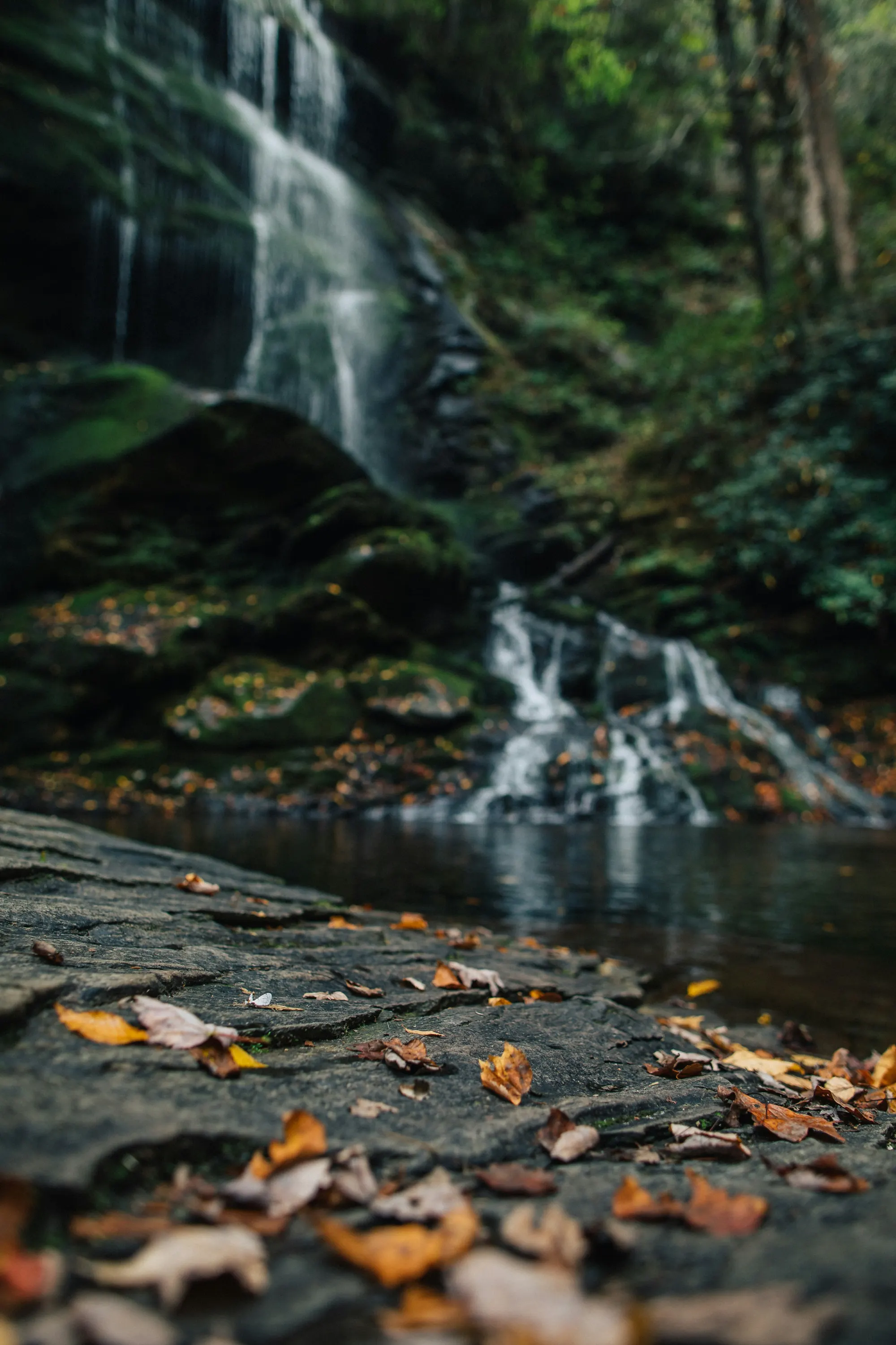 Autumn leaves along the shoreline of Upper Catawba Falls in Old Fort, North Carolina