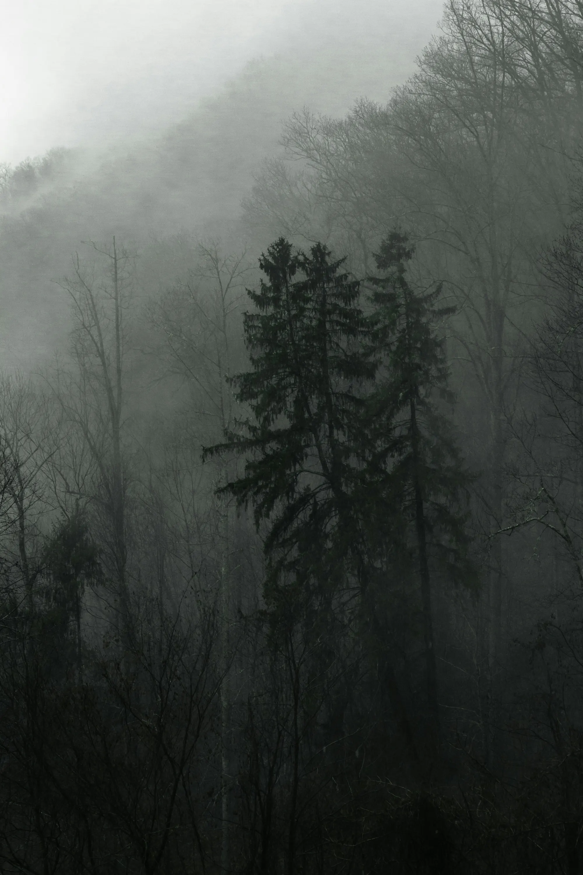 Fog settling over the forest in Whittier, North Carolina